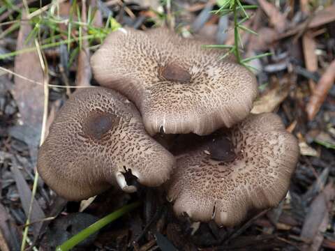 Image of Entoloma turci (Bres.) M. M. Moser 1978