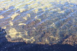 Image of Sargassum