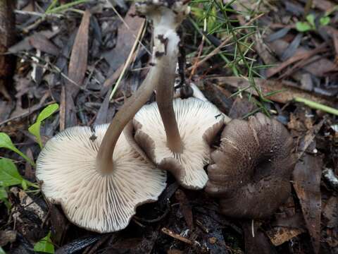 Image of Entoloma turci (Bres.) M. M. Moser 1978