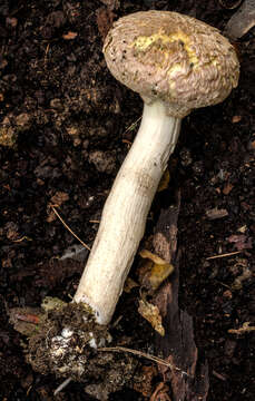 Image of Strobilomyces ananiceps