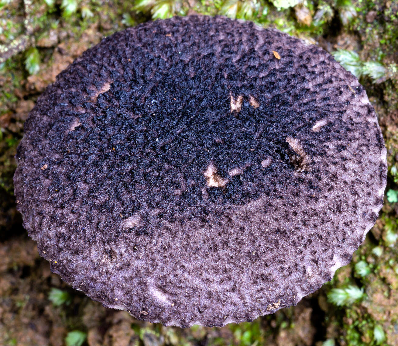 Image de Lactifluus