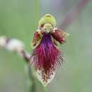 Image of Wiry beard orchid
