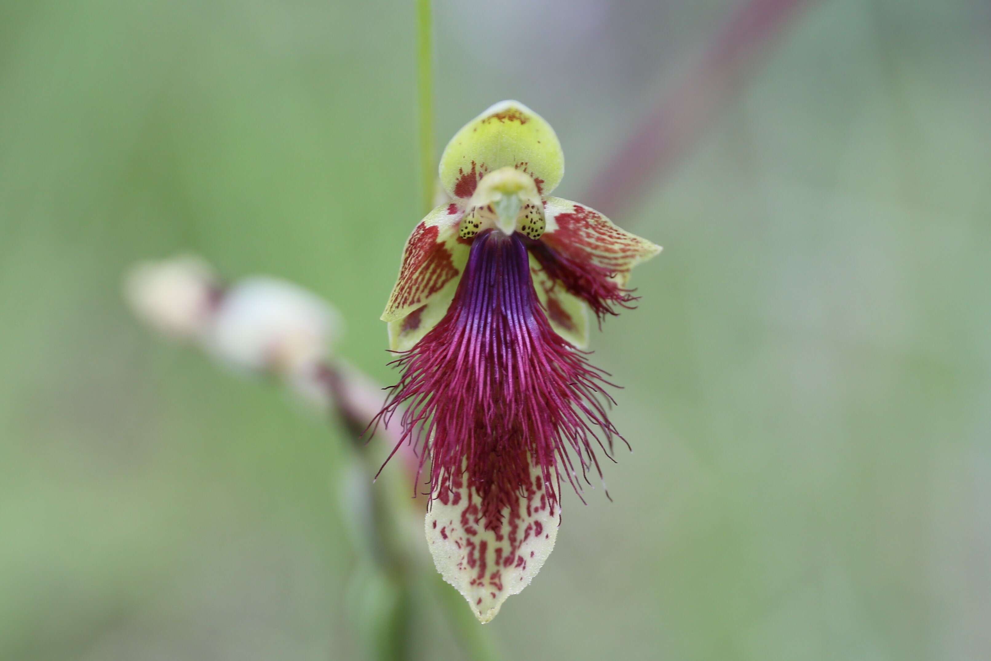 Calochilus caeruleus L. O. Williams的圖片