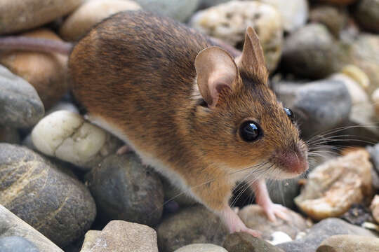 Image of wood mouse, long-tailed field mouse