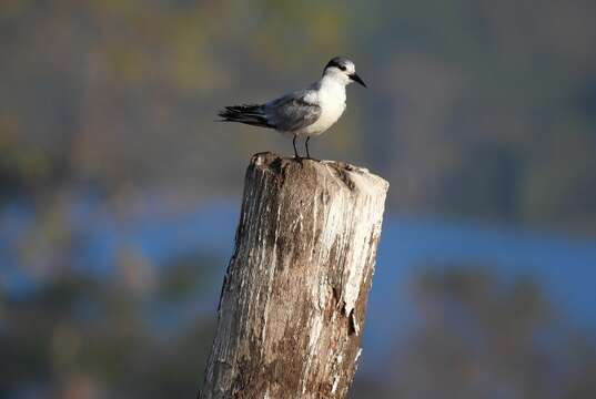 Image of Whiskered Tern