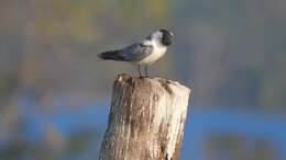 Image of Whiskered Tern