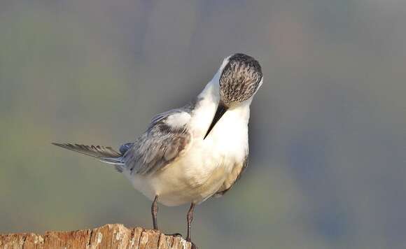 Image of Whiskered Tern