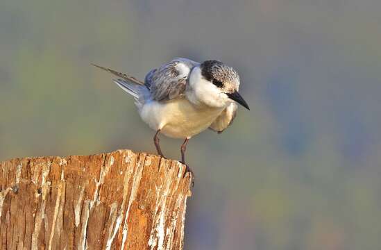 Image of Whiskered Tern