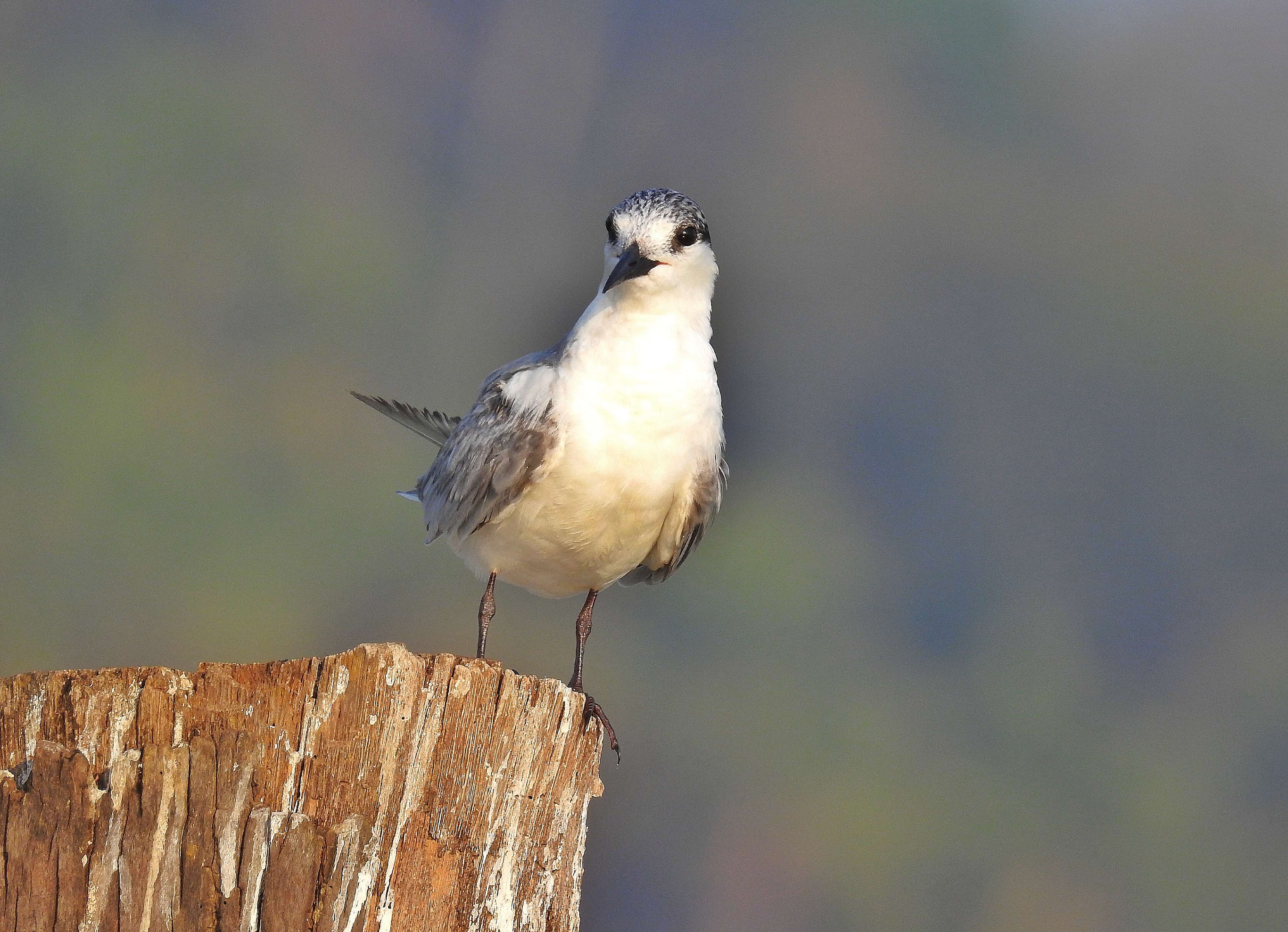 Image of Whiskered Tern