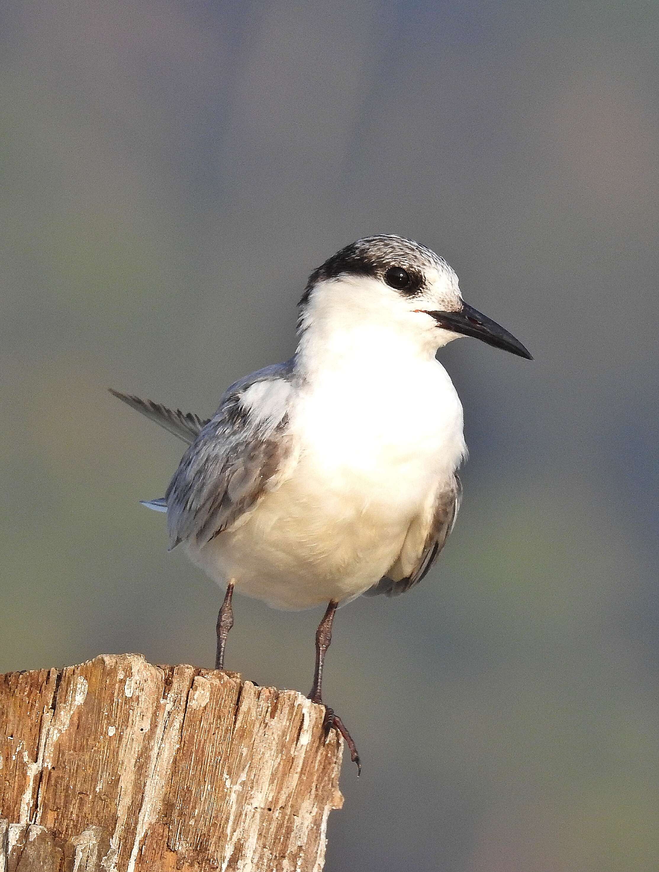 Image of Whiskered Tern