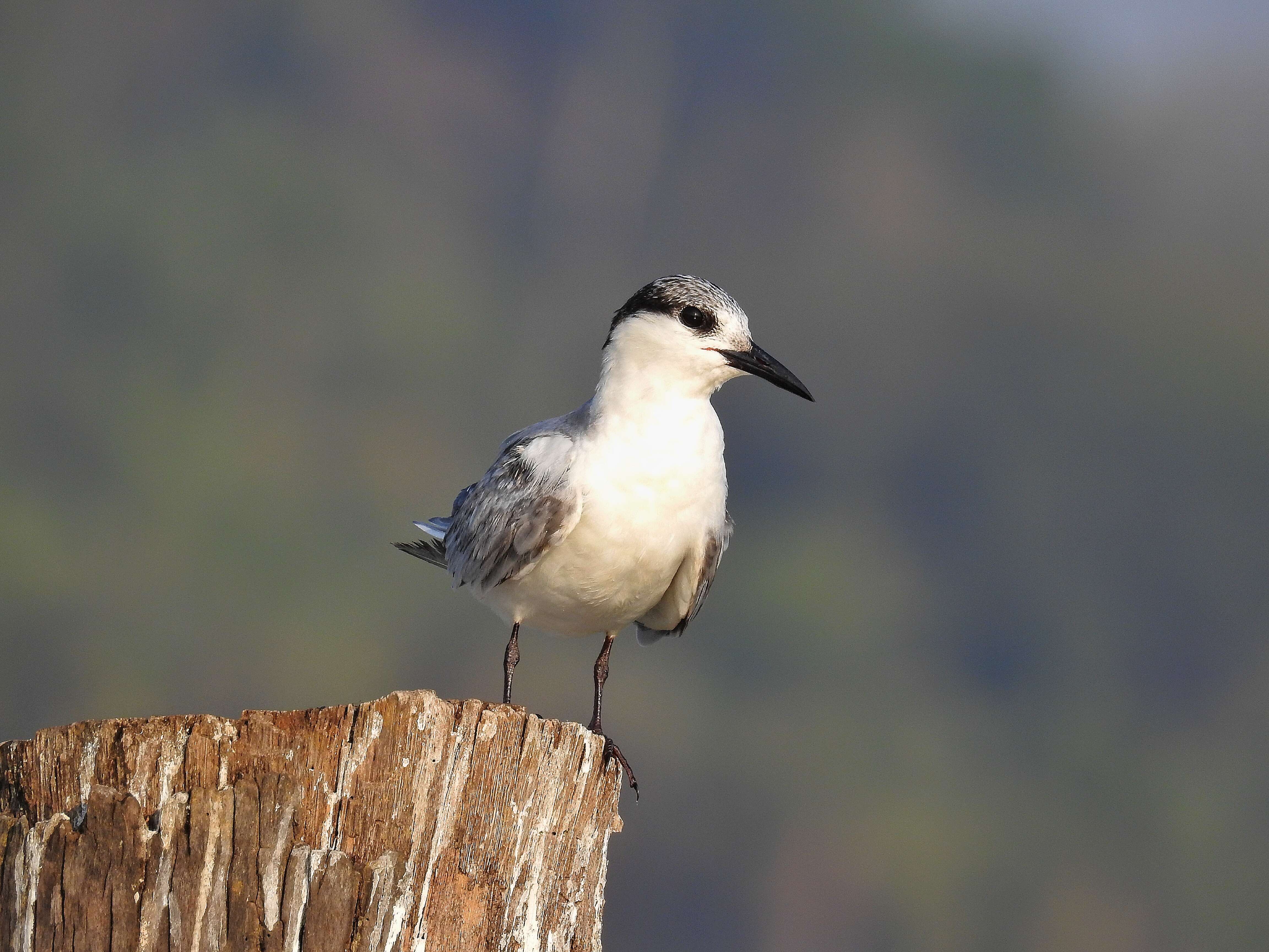 Image of Whiskered Tern