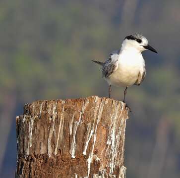 Image of Whiskered Tern