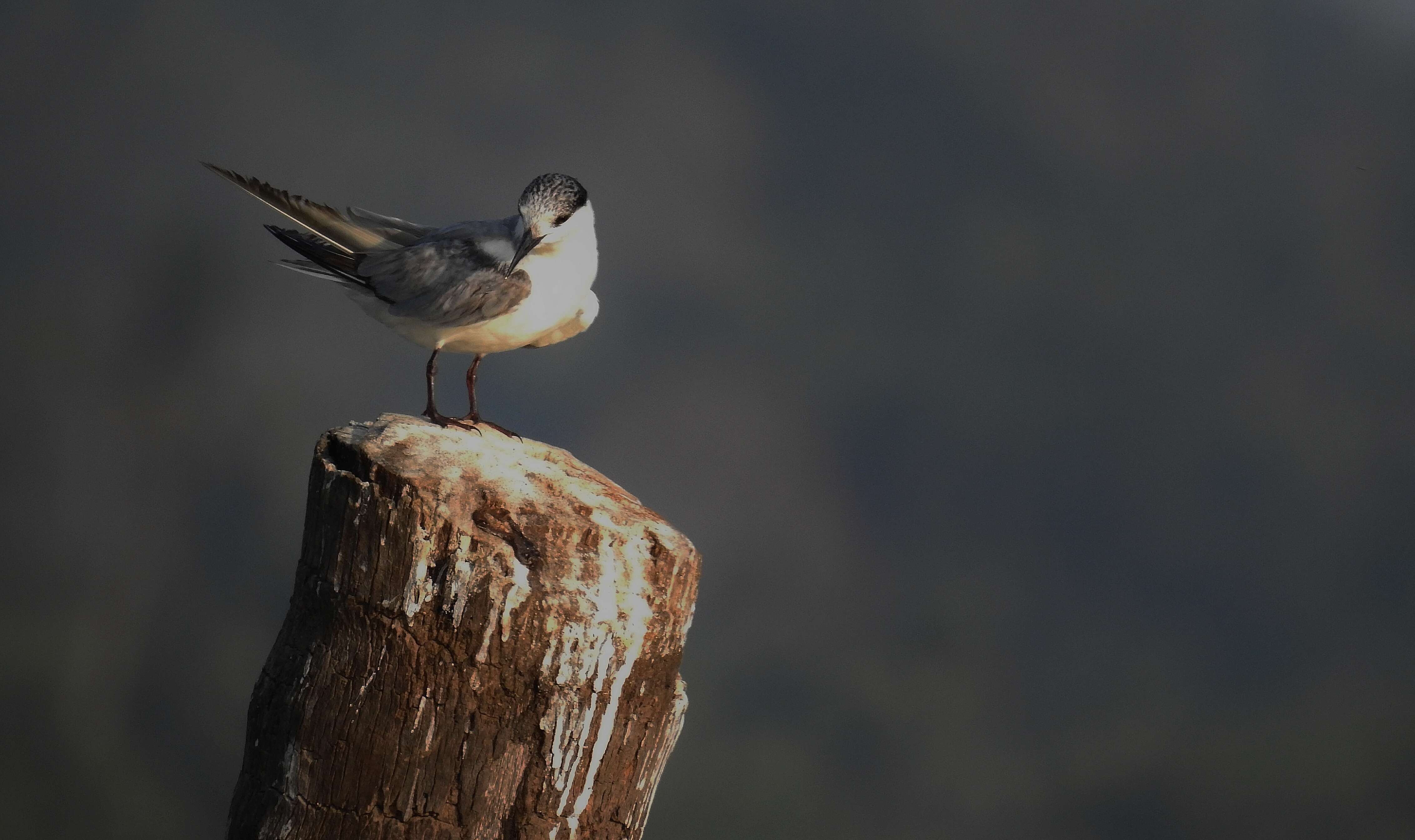 Image of Whiskered Tern