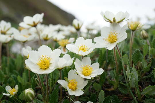 Imagem de Dryas octopetala L.