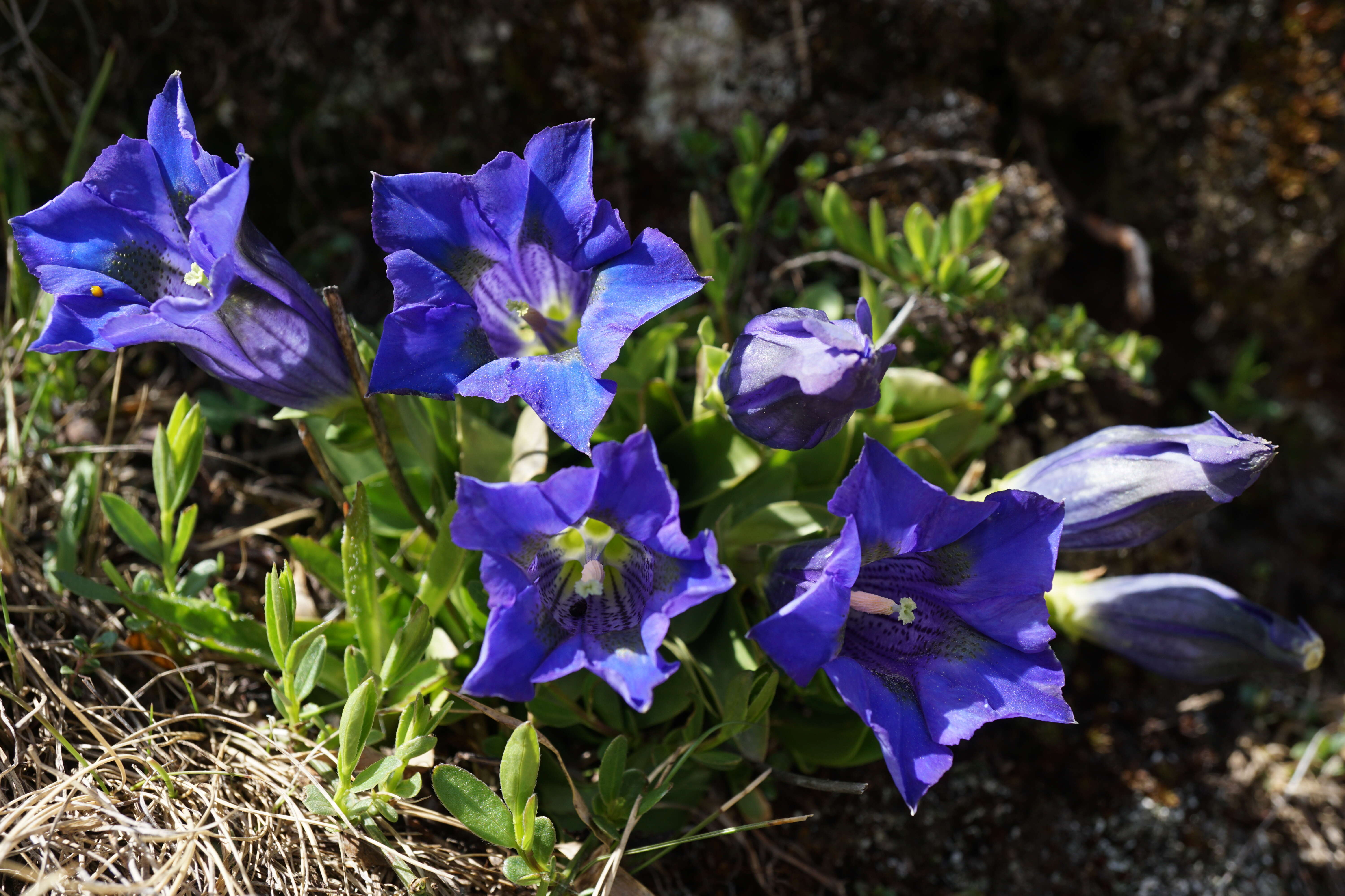 Image of Stemless Gentian