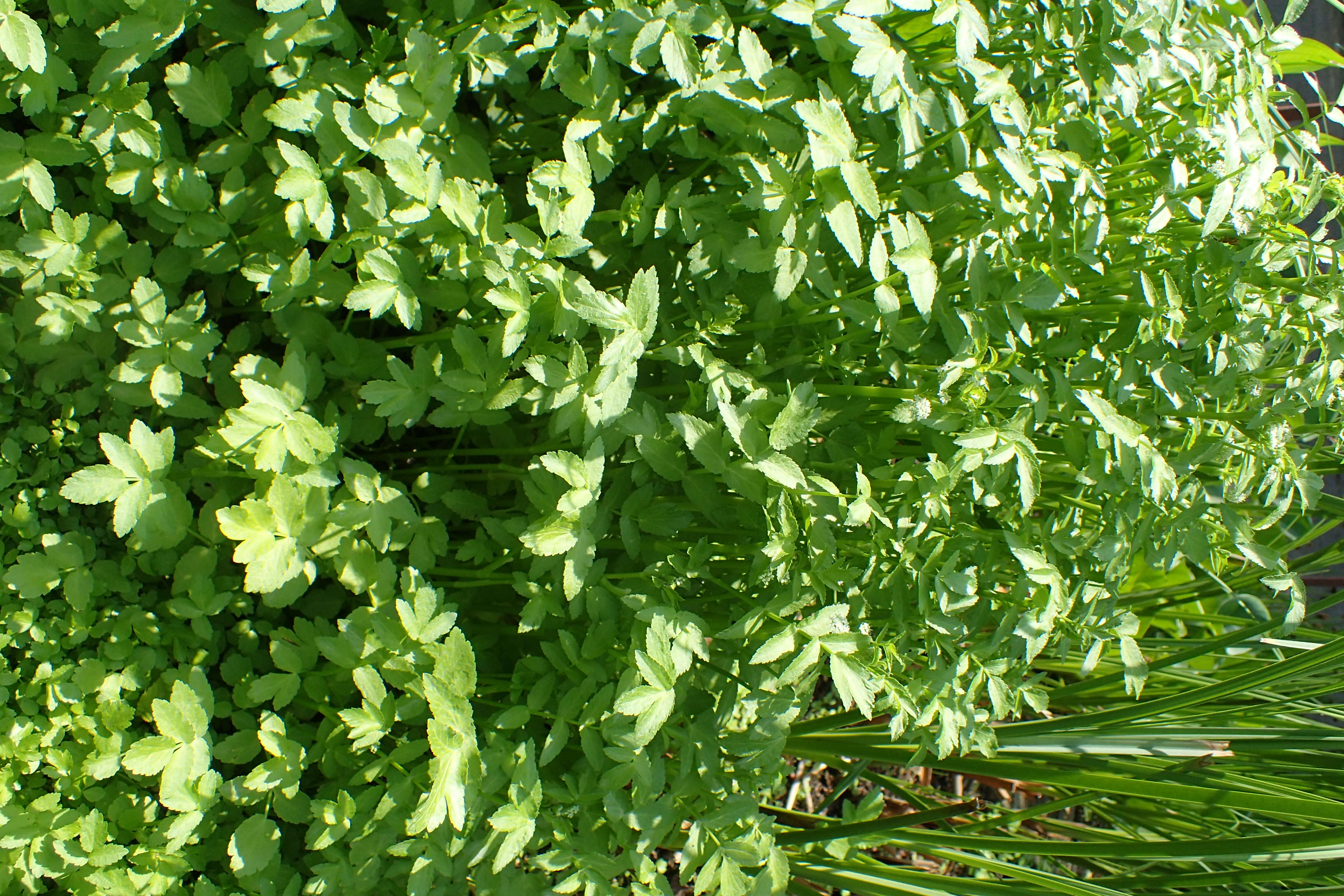 Image of Fool's-Watercress