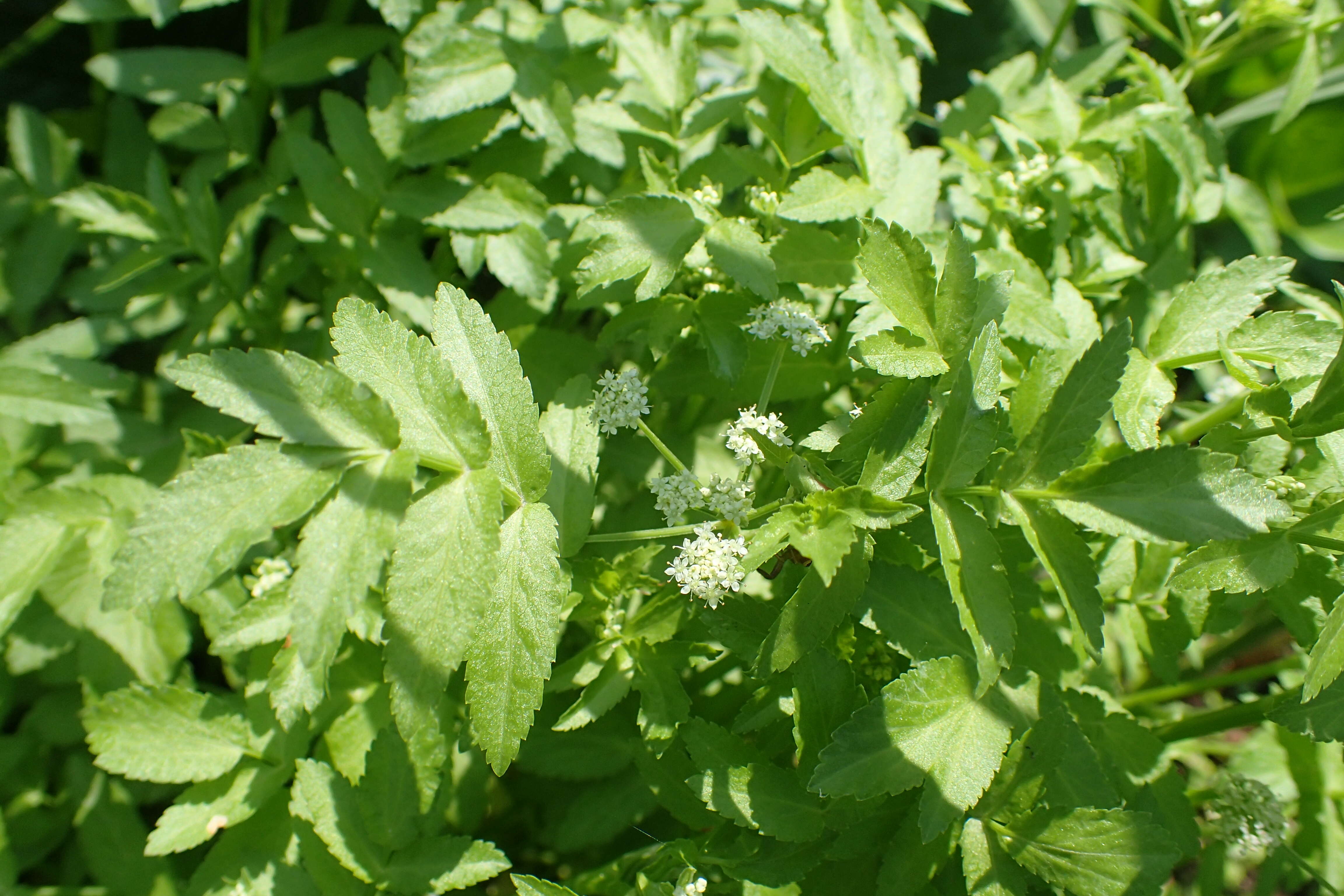 Imagem de Helosciadium nodiflorum (L.) Koch