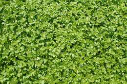 Image of Fool's-Watercress