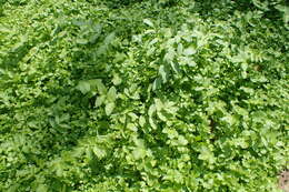 Image of Fool's-Watercress