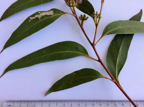 Image of brown stringybark