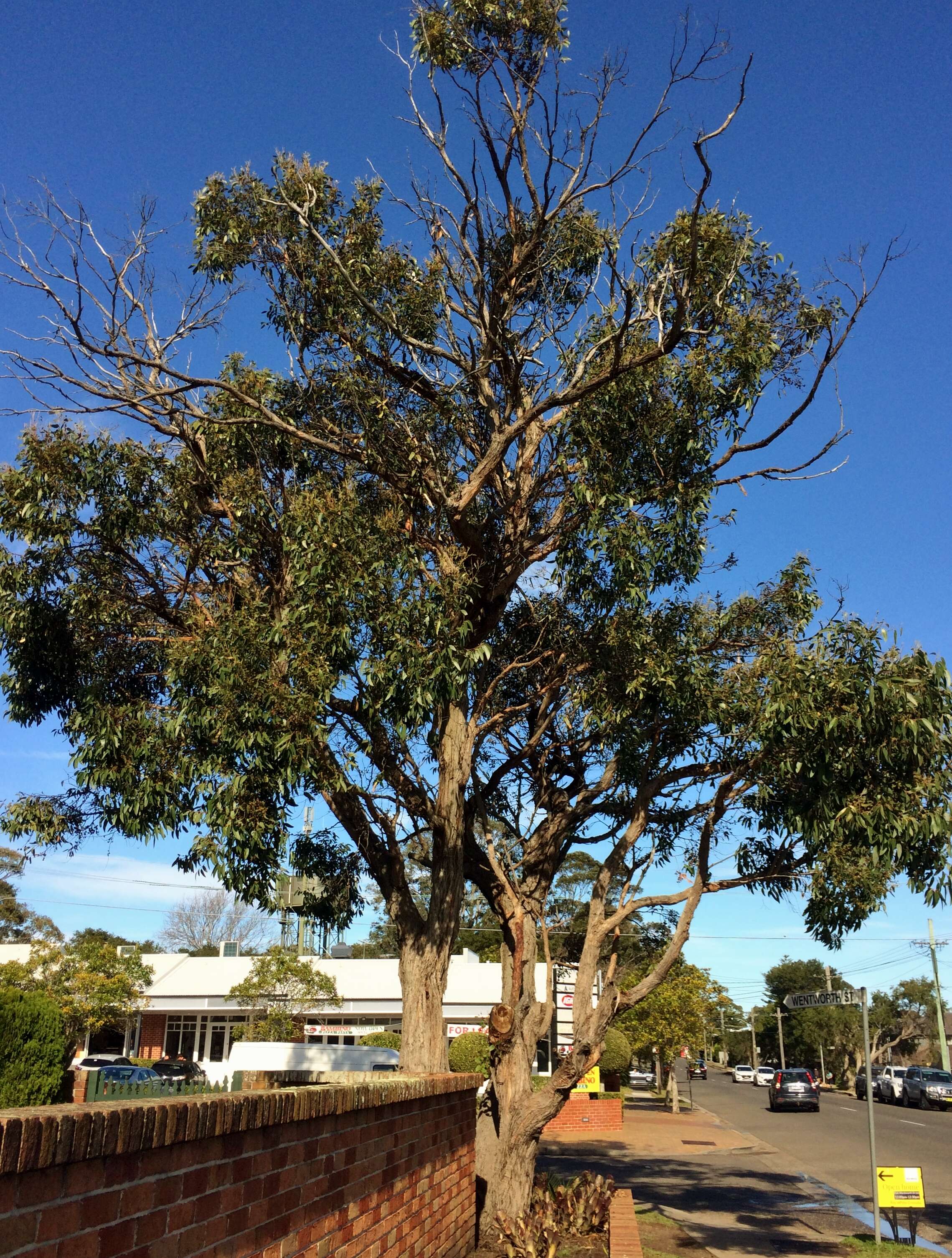 Image of brown stringybark