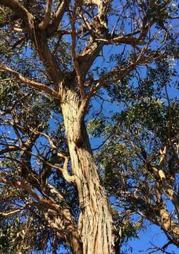 Image of brown stringybark