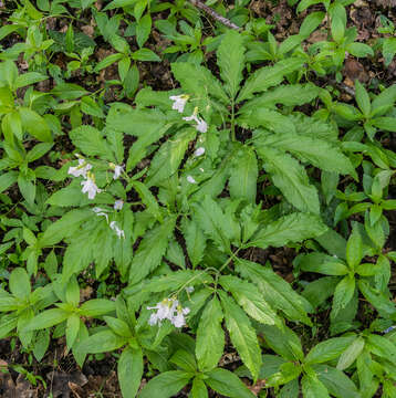 Image of Pinnate Coralroot