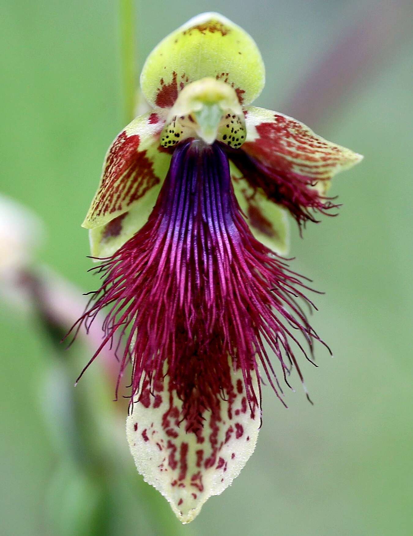 Calochilus caeruleus L. O. Williams的圖片