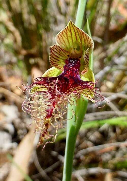 Calochilus therophilus D. L. Jones的圖片