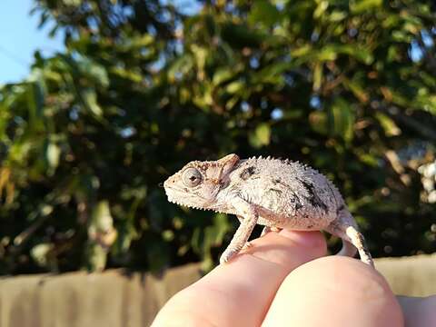 Image of Eastern Cape Dwarf Chameleon