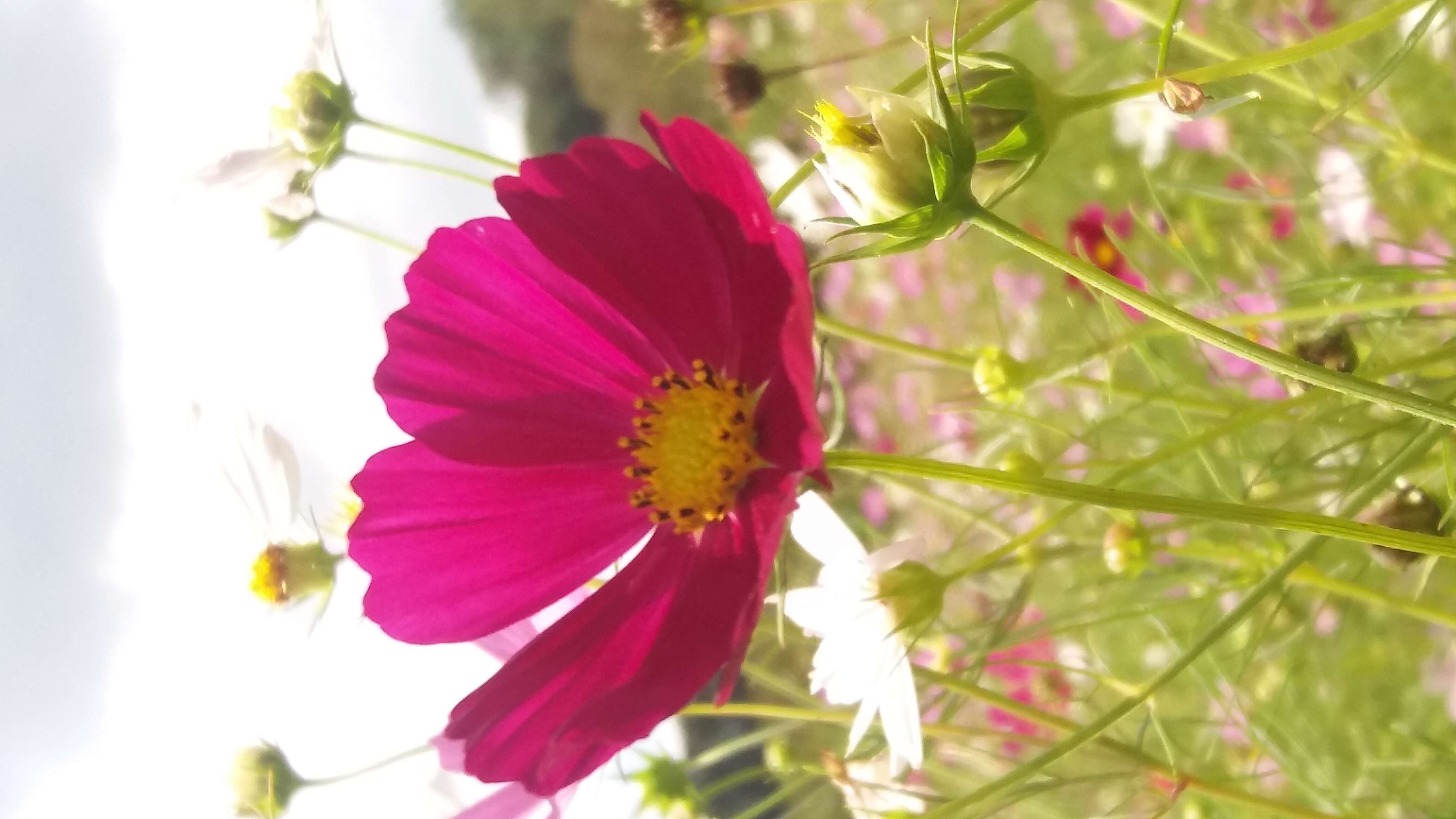 Image of garden cosmos