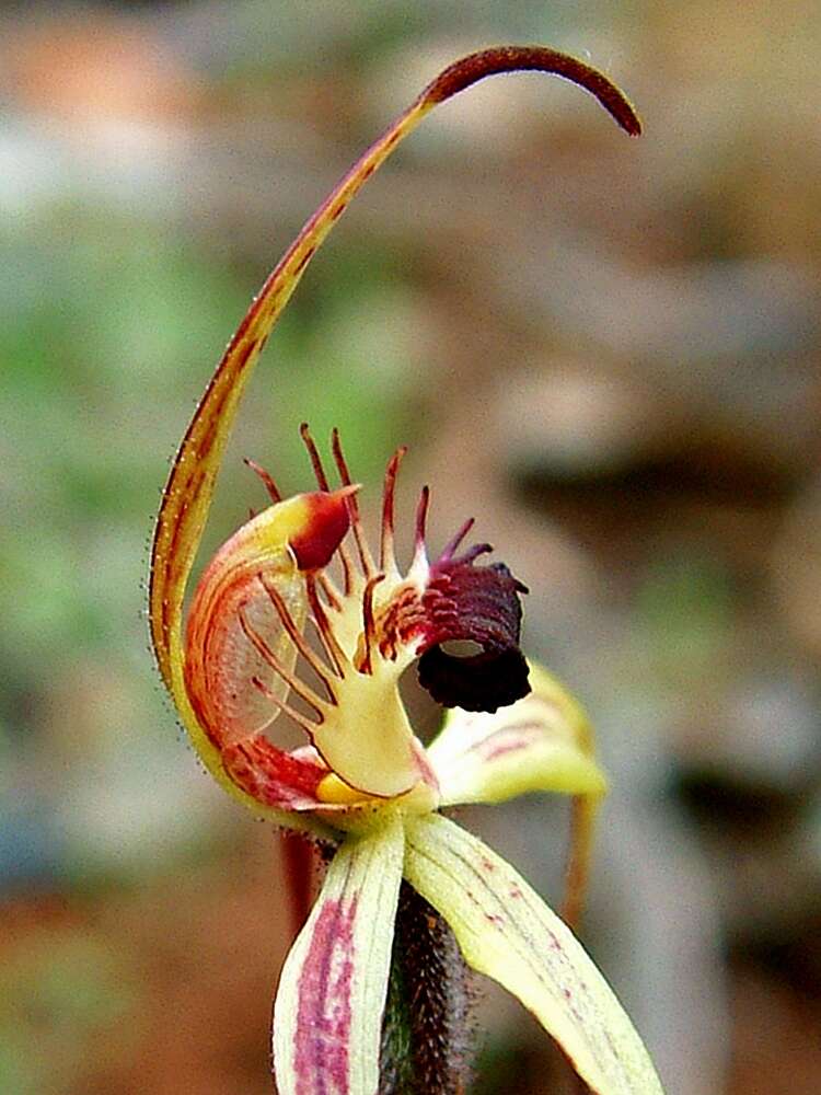 Image of Judy's spider orchid