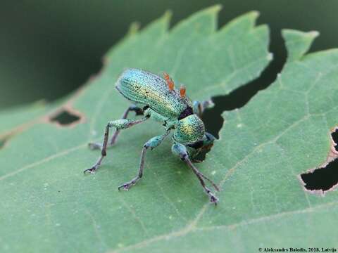 Image of Phyllobius (Phyllobius) arborator (Herbst 1797)