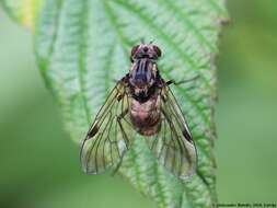 Image of Chrysopilus cristatus