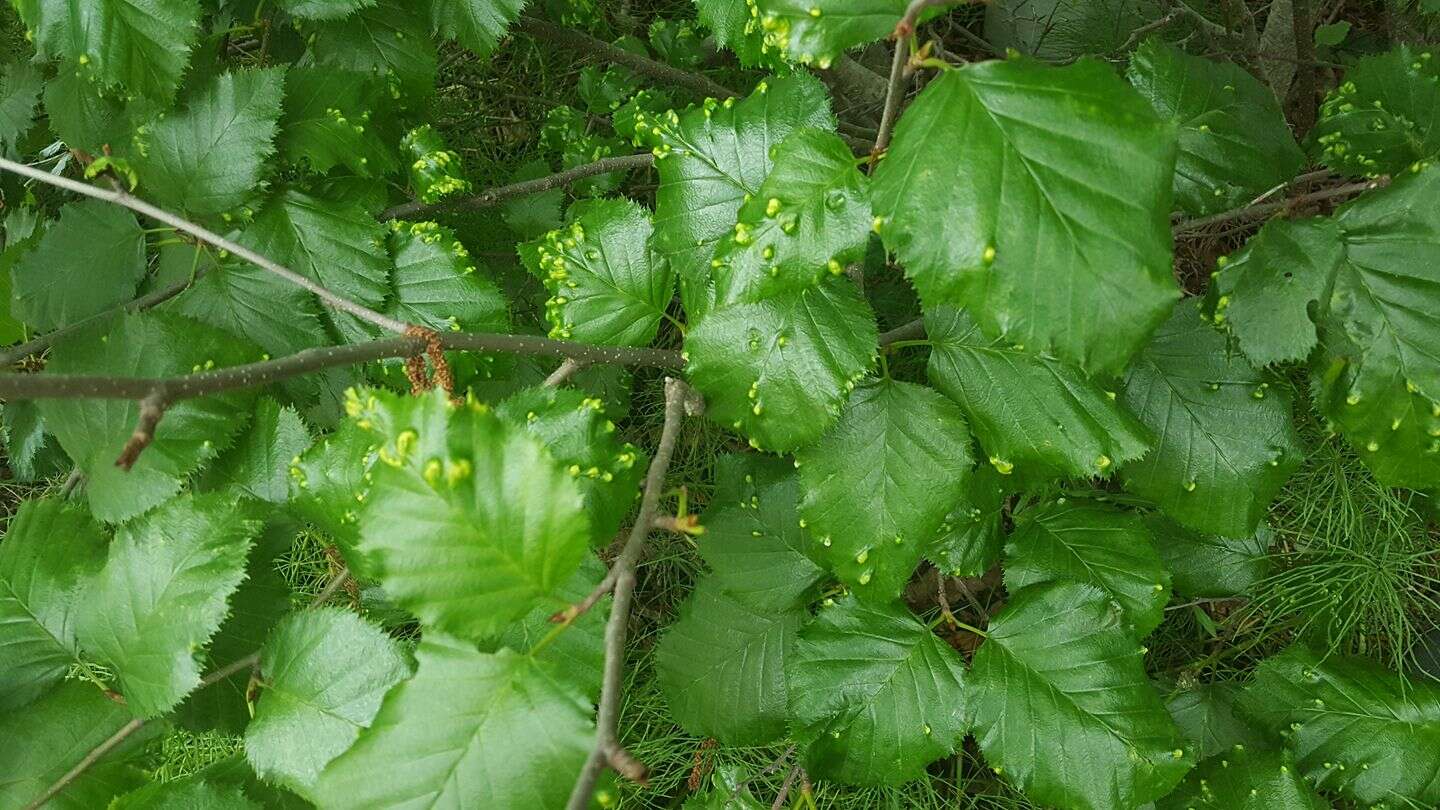 Image of Eriophyes inangulis