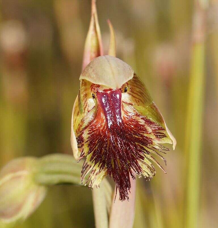 Image of Pale beard orchid