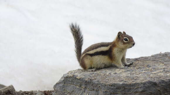 Callospermophilus Merriam 1897 resmi