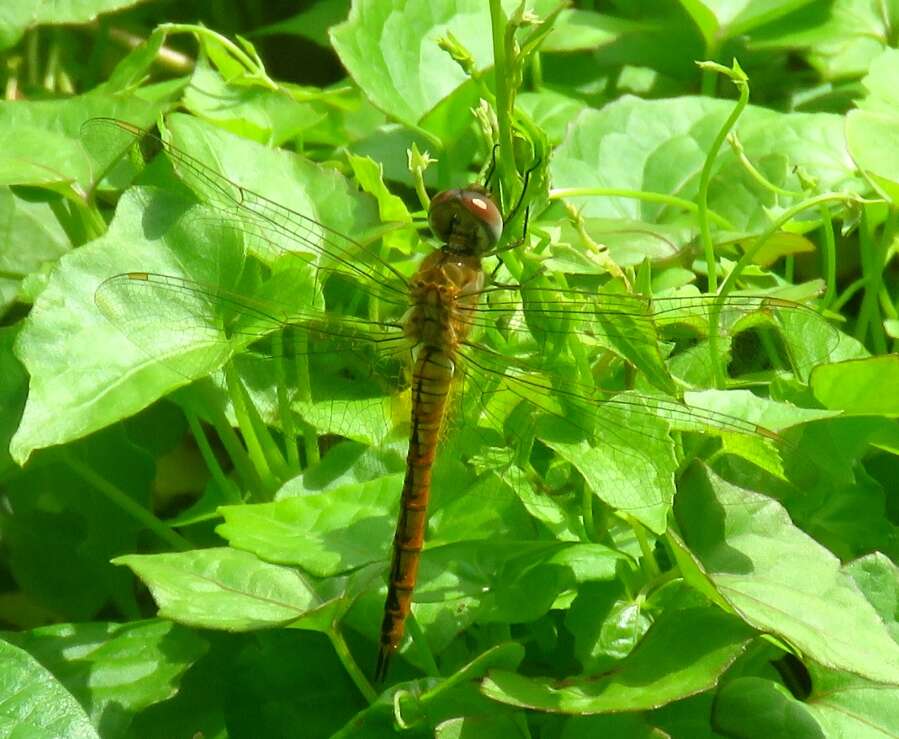 Image of Rainpool Gliders