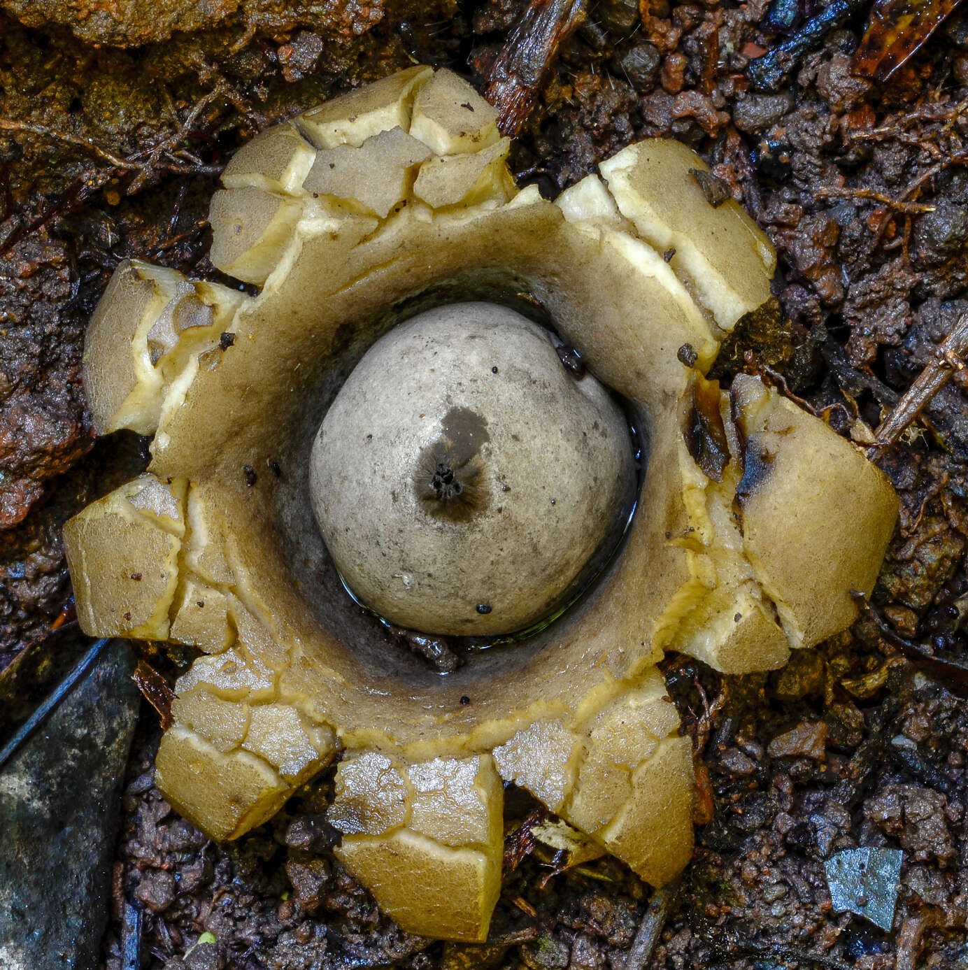 Plancia ëd Geastrum triplex Jungh. 1840