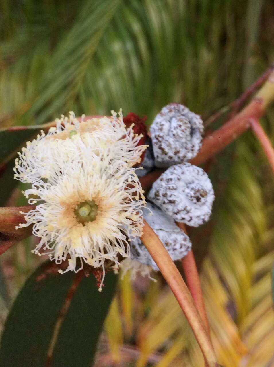 Plancia ëd Eucalyptus globulus subsp. bicostata (Maiden. Blakely & Simmonds) Kirkpatrick