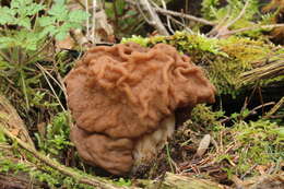 Plancia ëd Gyromitra gigas (Krombh.) Cooke 1878