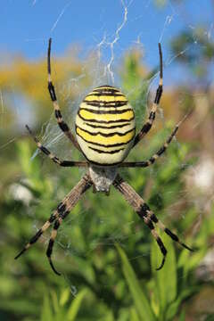 Image of Barbary Spider