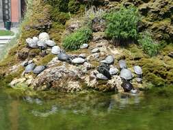 Image of yellow-bellied slider