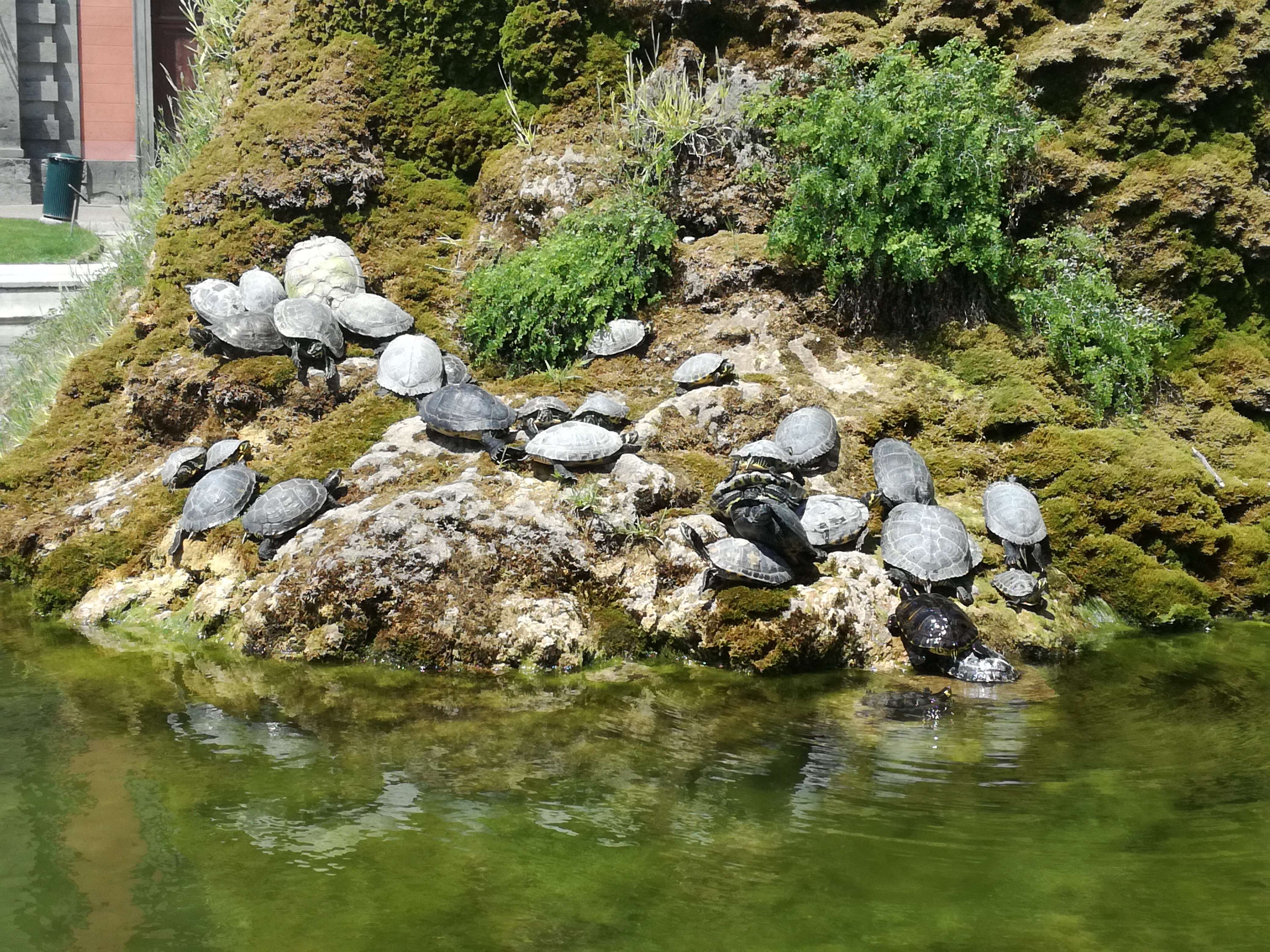 Image of yellow-bellied slider