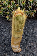 Image of Parodia lenninghausii (F. Haage) F. H. Brandt ex Eggli & Hofacker