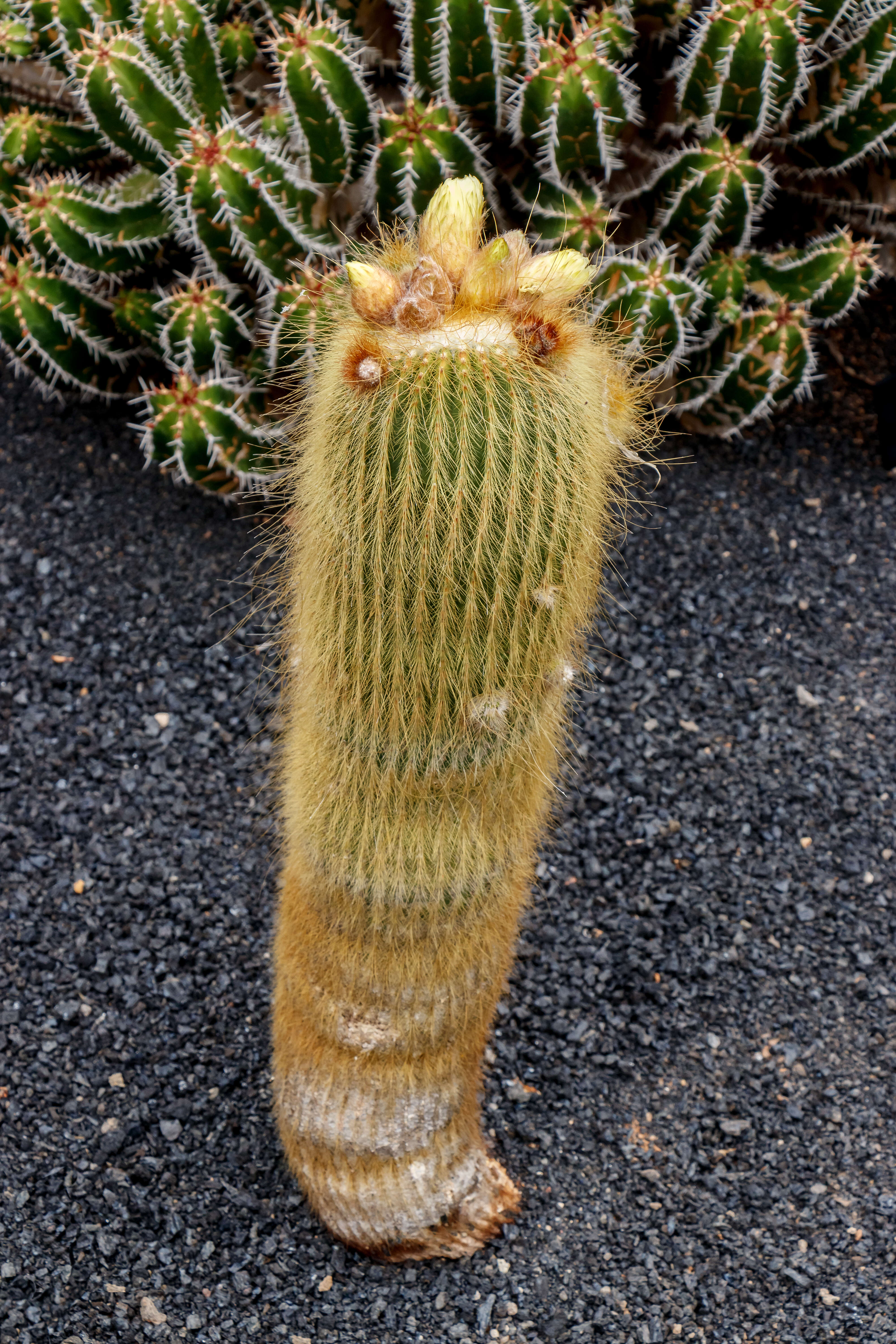 Image of Parodia lenninghausii (F. Haage) F. H. Brandt ex Eggli & Hofacker