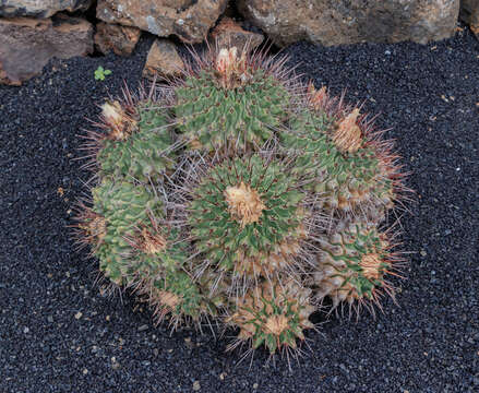 Image of Thelocactus tulensis (Polseg.) Britton & Rose