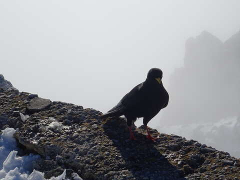 Image of Alpine Chough