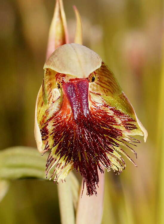 Image of Pale beard orchid