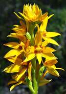 Image of Cinnamon sun orchid